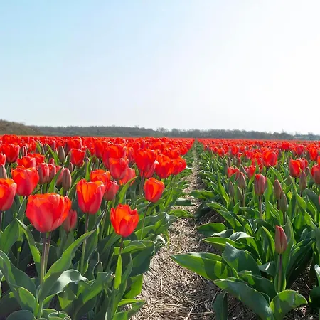 Near Dutch Coast With Private Garden Prázdninový dům Callantsoog