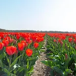 Near Dutch Coast With Private Garden Feriehus Callantsoog